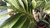 Catasetum - To water or not to water ?-1500899309044864358483-jpg