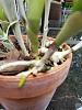 Epidendrum ciliare ( Coilostylis Ciliaris) growth habits-15009078931555-jpg
