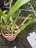 Epidendrum ciliare ( Coilostylis Ciliaris) growth habits-15009080091286-jpg