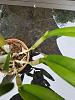 Epidendrum ciliare ( Coilostylis Ciliaris) growth habits-15009081029317-jpg