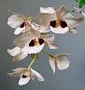Dendrobium pulchellum-max-jpg