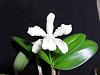 Cattleya leopoldii-cattigr08172-jpg