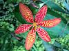 Belamcanda chinensis - Leopard Flower, Blackberry Lily-leopard-flower-ob-004-jpg