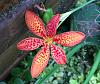 Belamcanda chinensis - Leopard Flower, Blackberry Lily-leopard-flower-ob-010-jpg