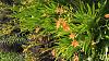 Belamcanda chinensis - Leopard Flower, Blackberry Lily-1501771632716287651939-jpg