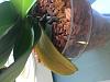 Phalaenopsis with basal keiki and yellow leaves-img_5643-jpg