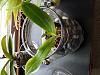 Phalaenopsis tetraspis-20170811_151947-jpg