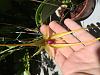 Bulbophyllum Echinolabium-image-jpg