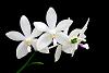 Phalaenopsis speciosa-orchids-phalaenopsis-speciosa-jpg