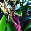 Bulbophyllum Fascinator-image-jpg