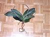 Advice needed: Phal with no root sin pot but good aerial roots-alphal3-jpg