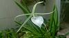 Please help me identify this brassavola orchid!-20799022_1151357085008725_1612118613337976890_n-jpg