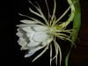 My first Stan! Stanhopea saccata-flowers-006-6-jpg