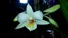 First bloom (for me) on NOID Den.-cameringo_2017-08-19_151810-jpg