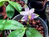 Phalaenopsis sp./hybrid?-img_8846-jpg