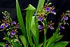 NoID zygopetalum-orchids-noid-zygopetalum-jpg