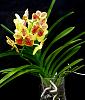 NoID Vanda-orchids-vanda-yellow-jpg