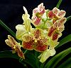NoID Vanda-orchids-vanda-yellow-003-jpg