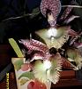 Infini-mix from A&amp;P Orchids-ctsm-frilly-doris-jpg