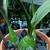Encyclia cordigera: New growths develop no roots, change potting?-cordigera1-jpg