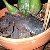 Encyclia cordigera: New growths develop no roots, change potting?-cordigera2-jpg