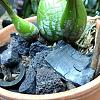 Encyclia cordigera: New growths develop no roots, change potting?-cordigera3-jpg