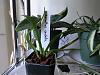 Anyone else growing Aeranthes caudata?-dsc02014-jpg