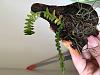 Angraecum distichum - success in rooting clippings?-img_8395-jpg