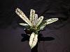 Maxillaria pseudoreichenheimiana-img_0244-jpg