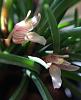 Maxillaria uncata-img_2557-jpg