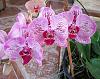 Want to import Phalaenopsis hybrids or mericlones in flask-01-rj1-crossed-1-thru-9-20170905-jpg