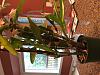 Dendrobium Nobile - out of season? When to repot?-img_3801-jpg