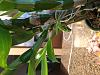 Dendrobium Nobile - out of season? When to repot?-img_3802-jpg