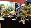My Table Top Display. Stawell show this w/end.-37358643982_01bc5c636d_z-jpg