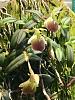 Epidendrum porpax-b14c7c1b-e57f-4fa4-bde7-0e0ce2792d76-jpg