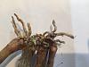 New dendrobium roots-img_5792-jpg