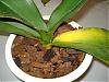 Just repotted 3 Phal orchids-dsc00977_1-jpg