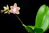 Phalaenopsis Kuntrarti Rarashati-orchids-phalaenopsis-kuntrarti-rarashati-jpg
