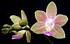Phalaenopsis Kuntrarti Rarashati-orchids-phalaenopsis-kuntrarti-rarashati-001-jpg