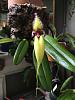 Bulbophyllum fascinator f. semi-alba-87479201-885b-4192-a2a2-2b1437d54883-jpg