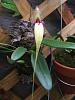 Bulbophyllum fascinator f. semi-alba-2c899ad0-d55c-489b-9c53-0e813553d6d9-jpg