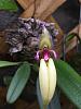 Bulbophyllum fascinator f. semi-alba-e3d677c5-bb2c-49fc-ab5c-313a62d943c8-jpg
