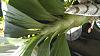 Catasetum - To water or not to water ?-150835234769274140594-jpg