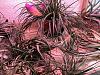 Tillandsia House Air Plants Lichens-img_0010-jpg