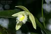 Sobralia cf. fragrans-dsc01002-night-blooming-orchid-sobralia-cf-fragrans-share-jpg
