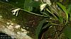 Sobralia cf. fragrans-dsc01004-night-blooming-orchid-sobralia-cf-fragrans-share-jpg