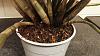 Advice needed with dendrobium roots &amp; repotting-img_20171025_183125-jpg
