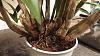 Advice needed with dendrobium roots &amp; repotting-img_20171025_183134-jpg