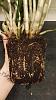 Advice needed with dendrobium roots &amp; repotting-img_20171025_200141-jpg