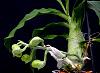 Catasetum pileatum 'Pierre Couret' x expansum-orchids-catasetum-pileatum-pierre-couret-expansum-jpg